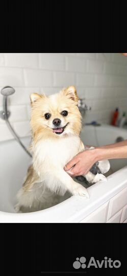 Стрижка собак