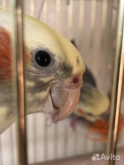 Попугай корелла