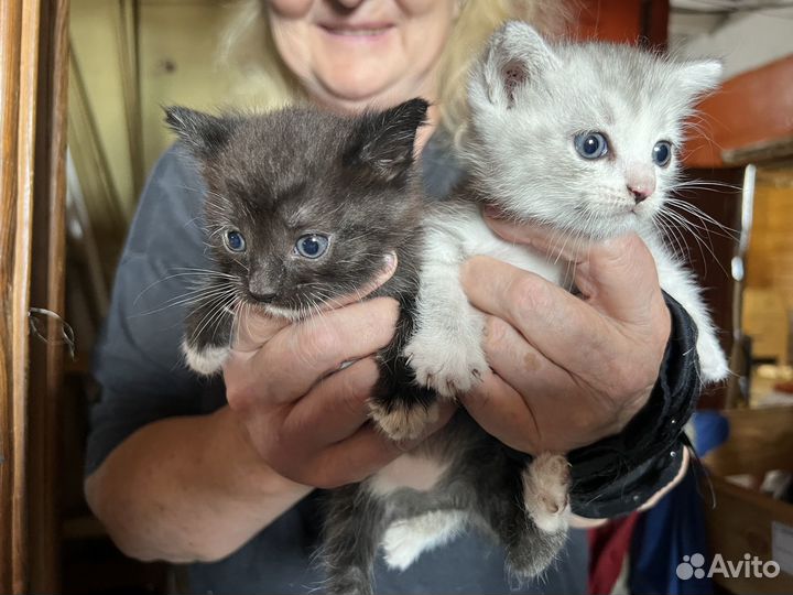 Котята в добрые руки даром