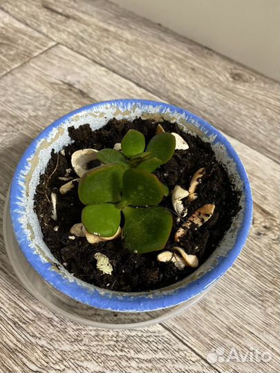 Суккуленты (денежное дерево и хавротия)