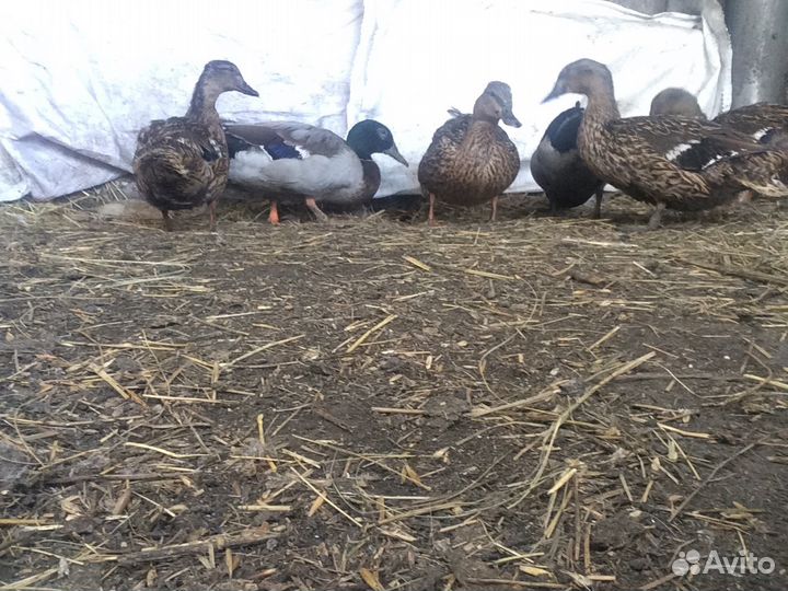 Подсадухи (дикие утки)