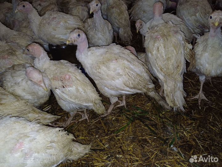 Индюшата тяжелый cross