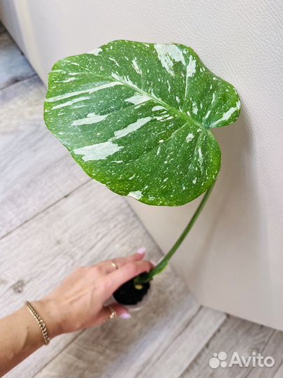 Монстера тайское созвездие,филы,диффа,синг