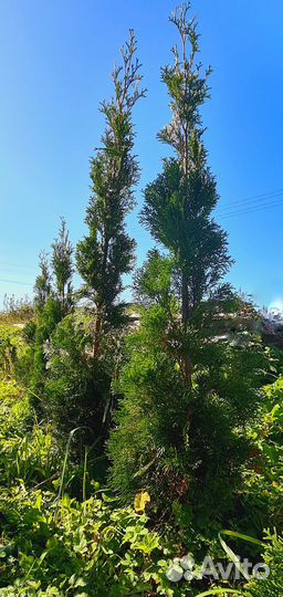 Саженцы туи