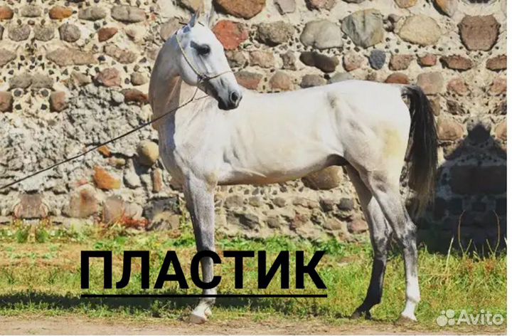 Продажа лошадей