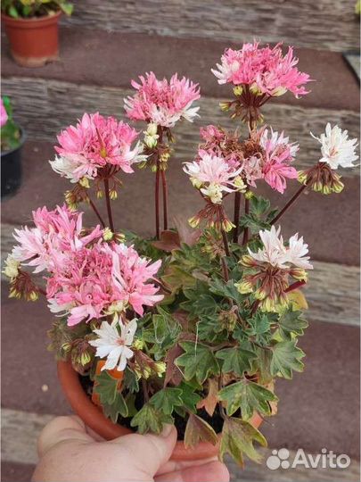 Пеларгонии сортовые 3