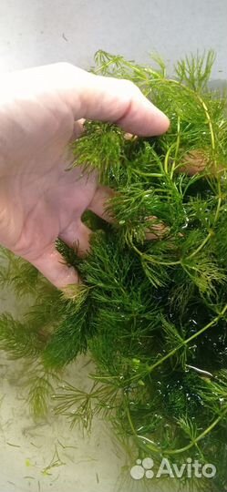 Набор плавающих растений для аквариума