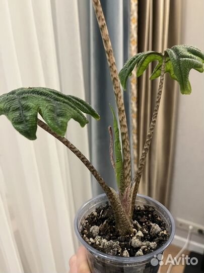 Алоказия Жаклин большая