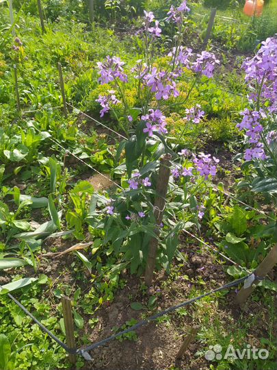 Мелисса,тархун,шнитт лук,ромашка,ирис