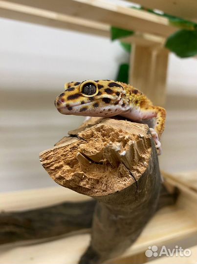 Эублефар с комплектом