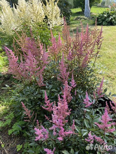 Цветы садовые астильба