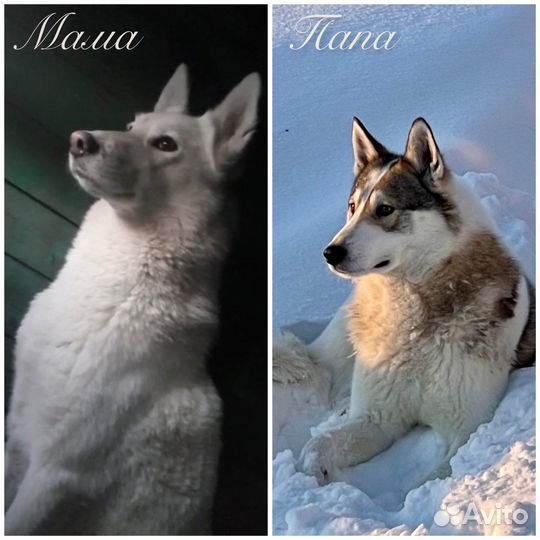 Щенки от рабочих охотничьих всл