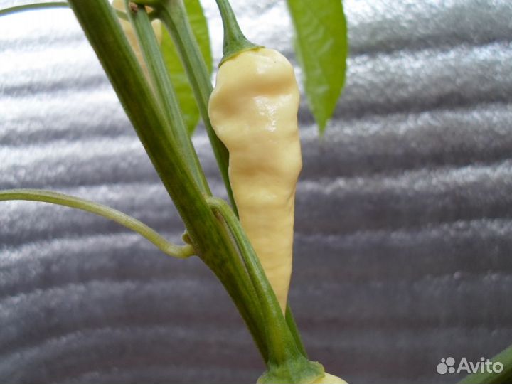 Fatalii White (Семена)