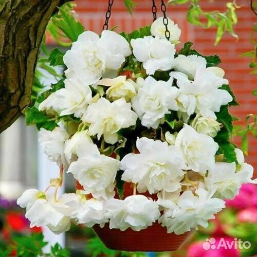 Бегония клубневая каскад пендула белая