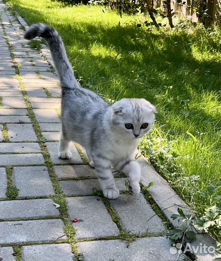 Шотландская вислоухая девочка