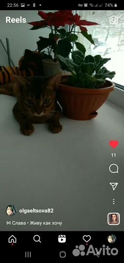 Абиссинская кошка
