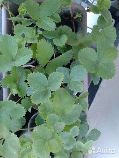 Рассада клубники