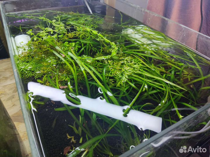 Аквариумные растения