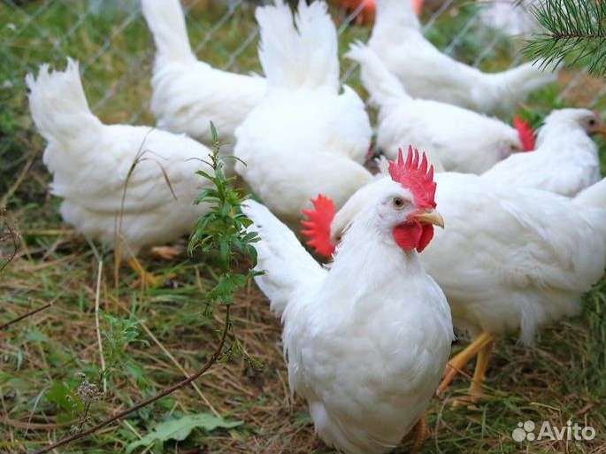 Фото цыплят разных пород кур по алфавиту | Курочка | Дзен