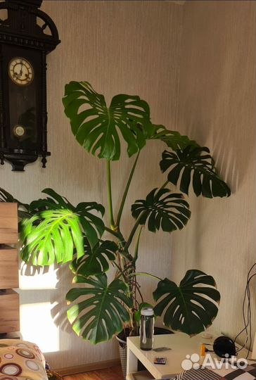 Фикус Бенджамина и Монстера