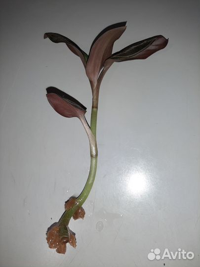 Драгоценная орхидея лудизия