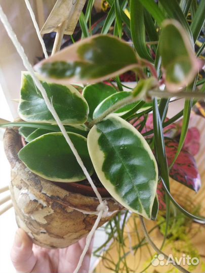 Хойя карноза