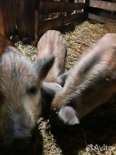 Поросята венгерской пуховой мангалицы