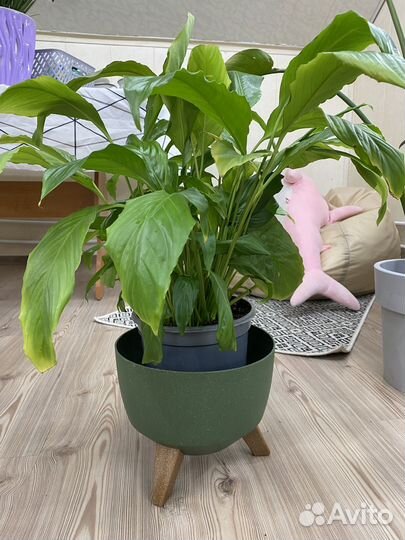 Спатифиллум