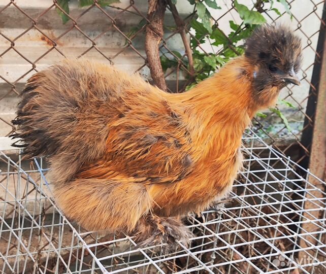 Китайские шелковые куры