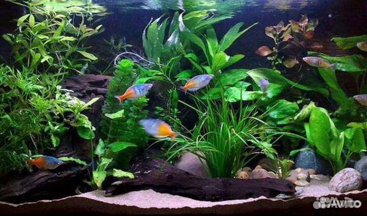 Аквариумные рыбки большой выбор (питомник)