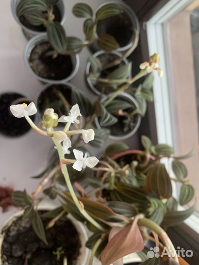 Орхидея лудизия