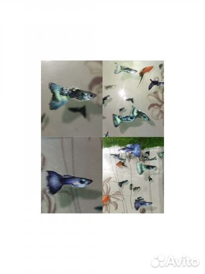 Валлиснерия спираль, Гуппи, растения, Хелены