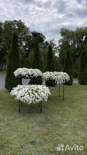 Шикарная Петуния