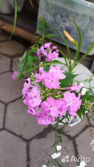 Растения для сада