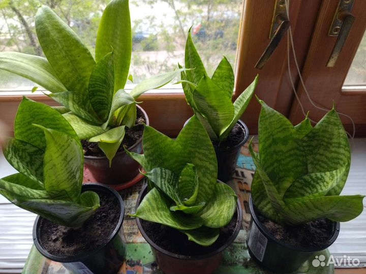 Сансевиерия