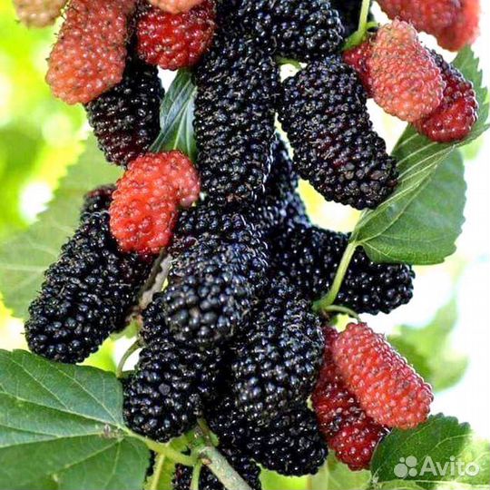 Шелковица плакучая на штамбе