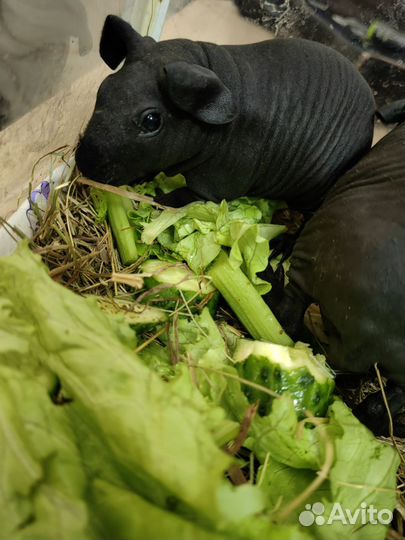 Морская свинка скинни