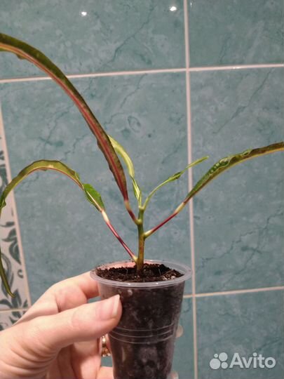 Краби Сисом