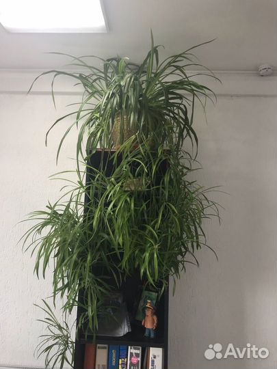 Мир Хлорофитумов