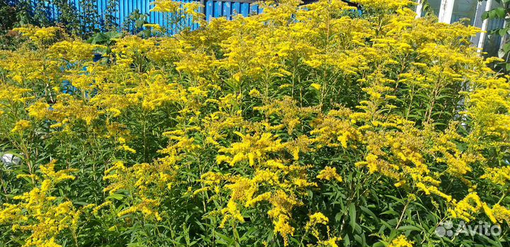 Золотарник