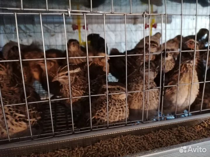 Перепела. Несушки и молодняк