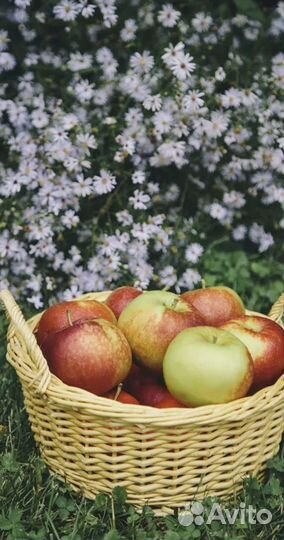 Сбор яблок с питанием Тульская обл