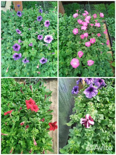 Рассада петунии, цветов