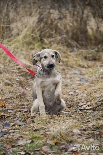 Щенок девочка в добрые руки