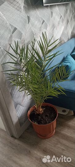 Финиковая пальма