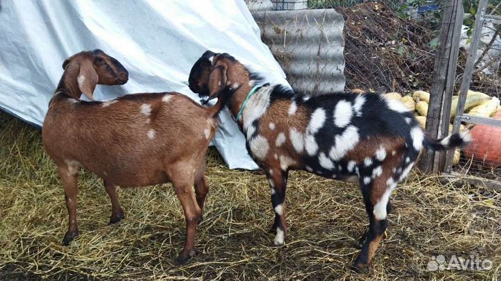 Англо нубийские козочки, козлята