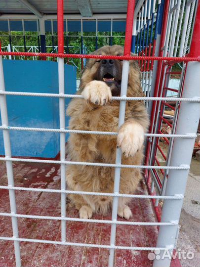 Вальеры для сторожевых собак