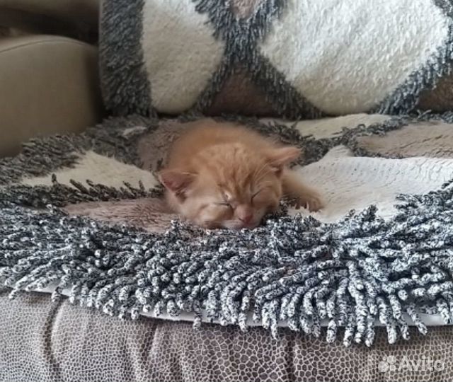Котенок в добрые руки