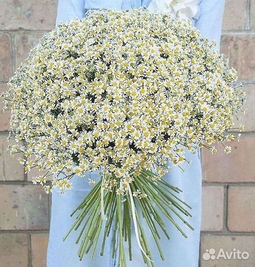 Цветы ромашки