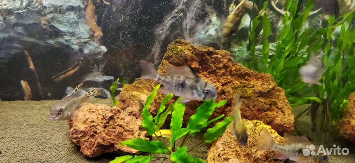 Рыбки для аквариума (цихлиды)